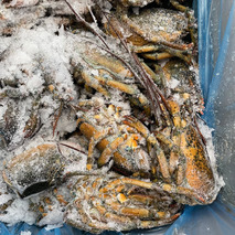 ❆ Lobster raw carcass Canada origin MSC 11.34kg