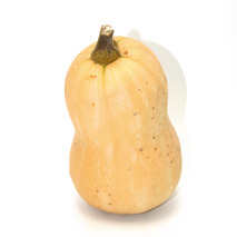 Butternut