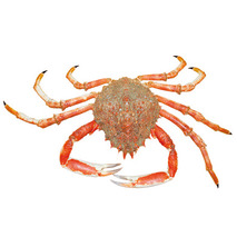 Spider crab ⚖