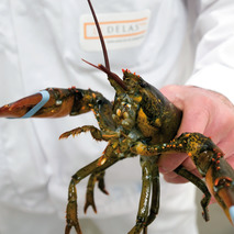 Canadian lobster alive calibre 600/800g