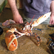 Alive European lobster 600/800g ⚖