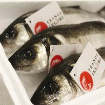 Line-caught sea bass Ikejime method 500/800g
