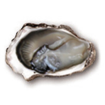 Claire fine oysters N°3 x96