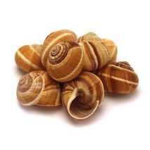 Very large snail shells x48