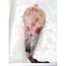 Monkfish 2/4kg ⚖