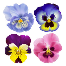 Pansy colorful flowers french origin tub 10g