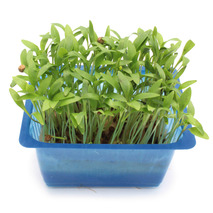 Ghoa cress (coriander) tub 25g