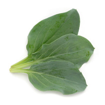 Feuille d'huître barquette x50