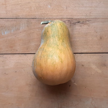 Sucrine du Berry squash