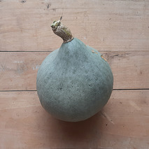 Blue Ballet squash