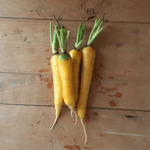 Yellow carrot from Doubs ⚖