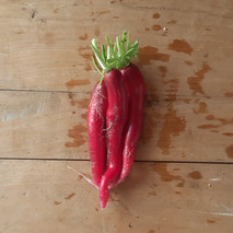 Ostergruss radish ⚖