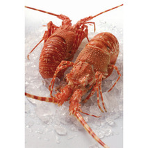 Cooked fresh spiny lobster