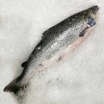 Premium Wester Ross Scots Salmon without GMOs/antibiotics ⚖