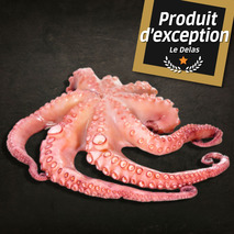 ❆ Whole raw octopus without glazing caught in Morocco tub 2/3kg