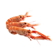 ❆ Raw langoustine Scotland origin size 6/8 polystyrene case 1.5kg BBF 06/2026