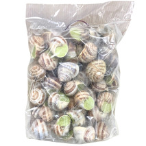 ❆ Extra large snail XXL x48