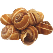 Very large snail shells x48