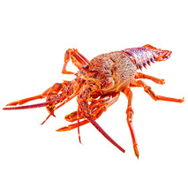 Langouste fraîche cuite ±1kg ⚖