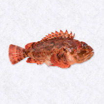 Scorpion fish 700g+ ⚖