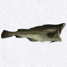 Cabillaud skrei 4-6kg ⚖