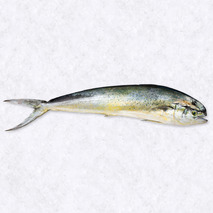 Dorade coryphène entière ±900g ⚖
