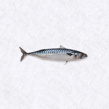 Mackerel fillet