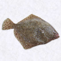 Turbot d'élevage 2,5-3kg ⚖