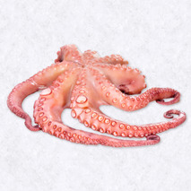 Octopus 1-2kg ⚖