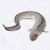 Conger
