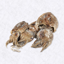 Cuttlefish ±300g ⚖