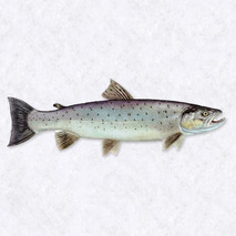 Salmon trout fillet ±300g ⚖