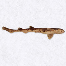Catshark french origin ±400g ⚖