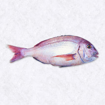 Common seabream small boat 1-2kg ⚖