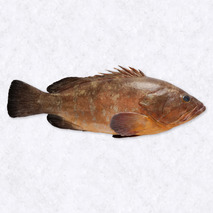 Grouper