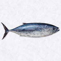 Tuna ±6kg ⚖