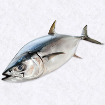 White albacore tuna +5kg ⚖