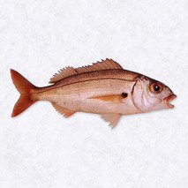 Common pandora