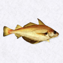 Fillet of whiting ⚖