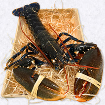 Alive European lobster 800g+ ⚖