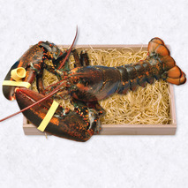 Canadian lobster alive calibre 600-800g