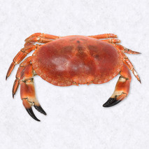 Cooked crab 600g