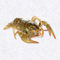 Live crayfish 5kg
