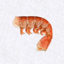 Langoustine tail ±1kg ⚖