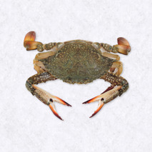 Green crab 5kg ⚖