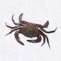 Velvet crab ⚖