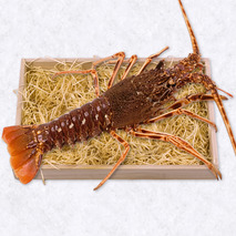 Spiny lobster french Brittany origin 800g-1.5kg ⚖