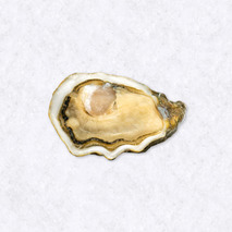 Huître Baby Kys L'Étoile (Bretagne) N°5x50