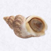 Raw whelks alive 3kg