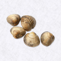 Shells ±5kg ⚖